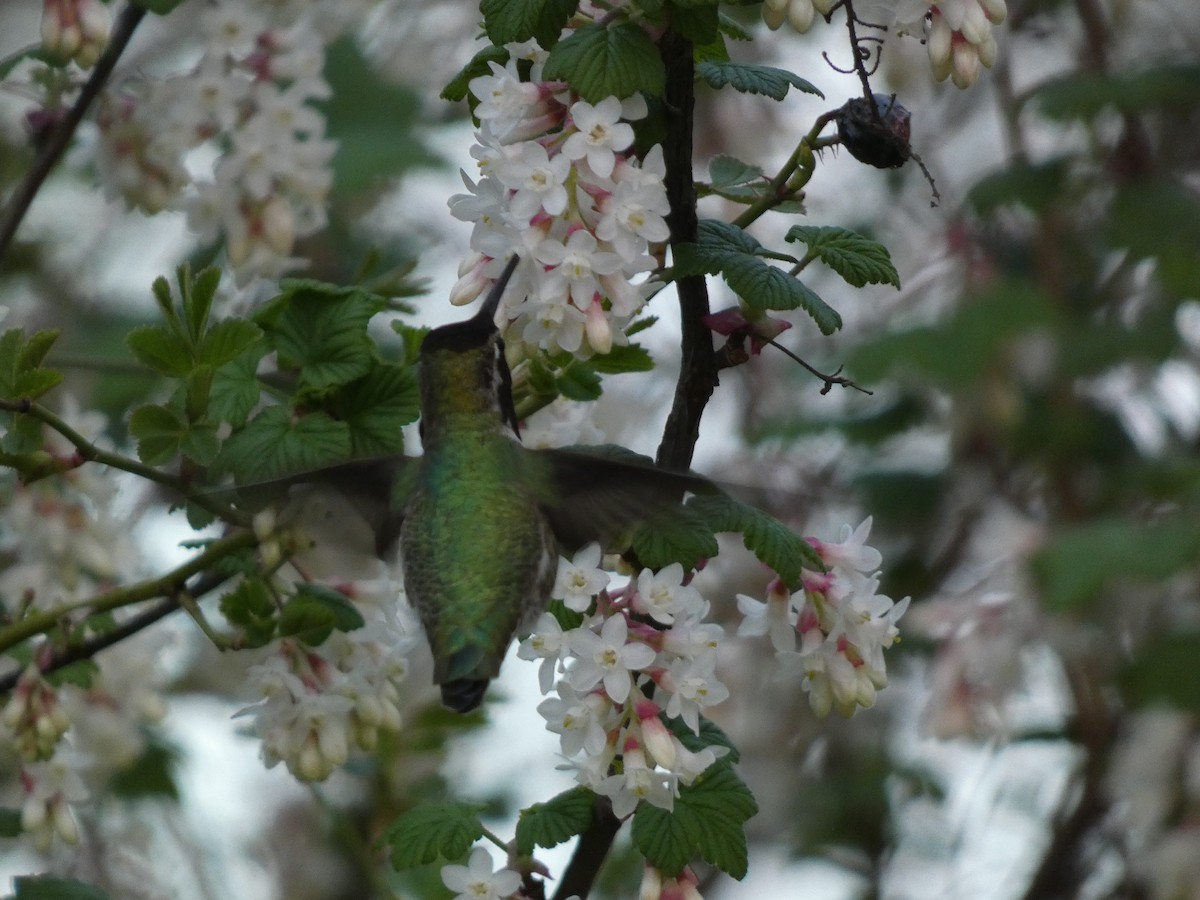 Anna's Hummingbird - ML616431349
