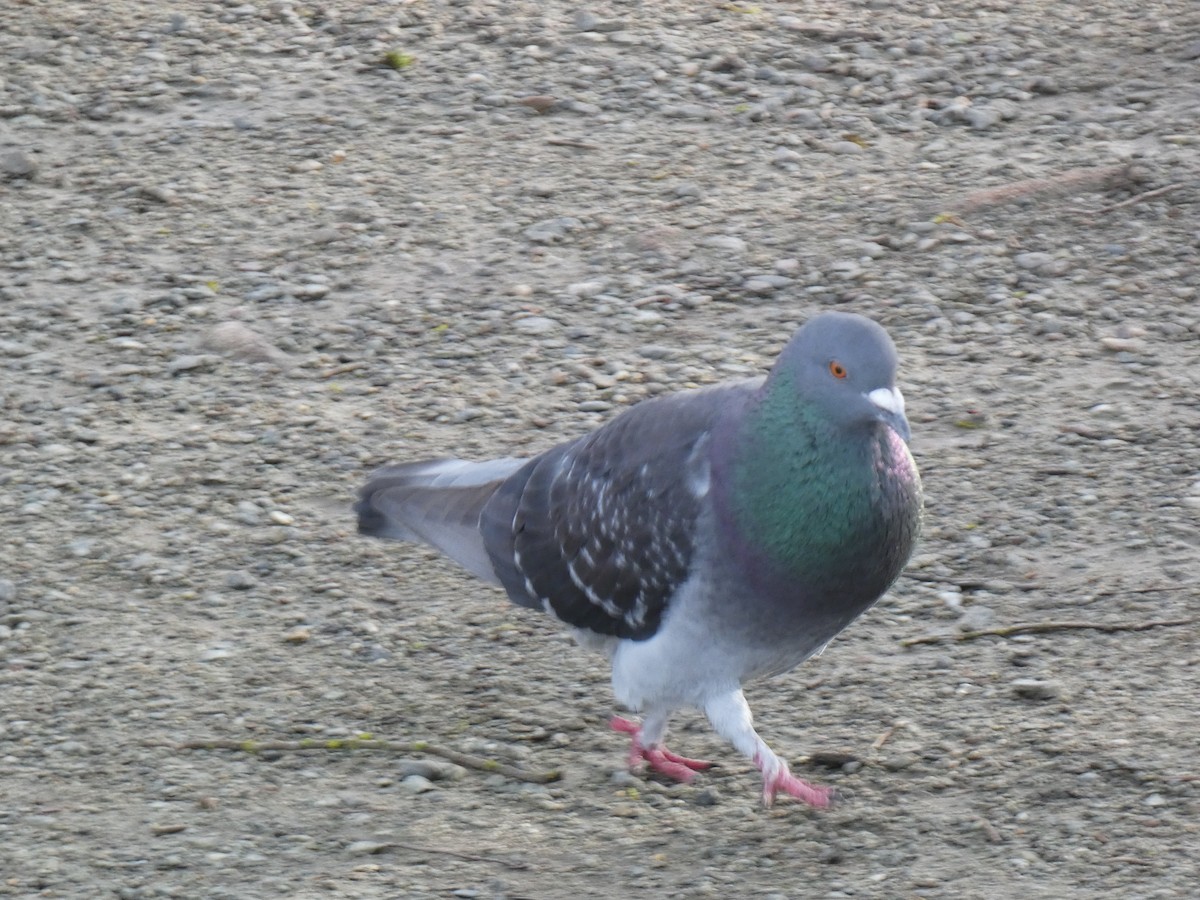 Rock Pigeon (Feral Pigeon) - ML616431362