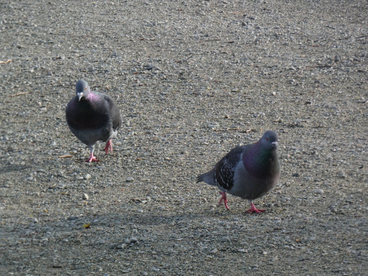 Rock Pigeon (Feral Pigeon) - Stephanie Delaney