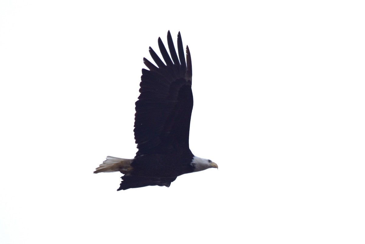 Белоголовый орлан - ML616431376