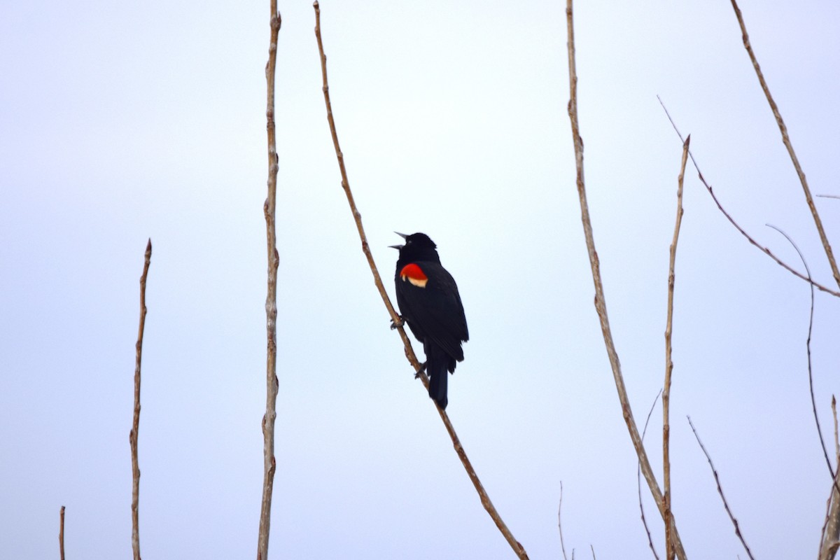 Red-winged Blackbird - irina shulgina