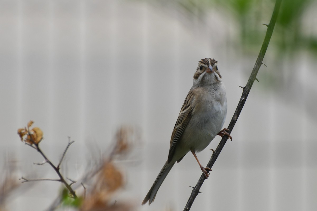 Clay-colored Sparrow - ML616431483