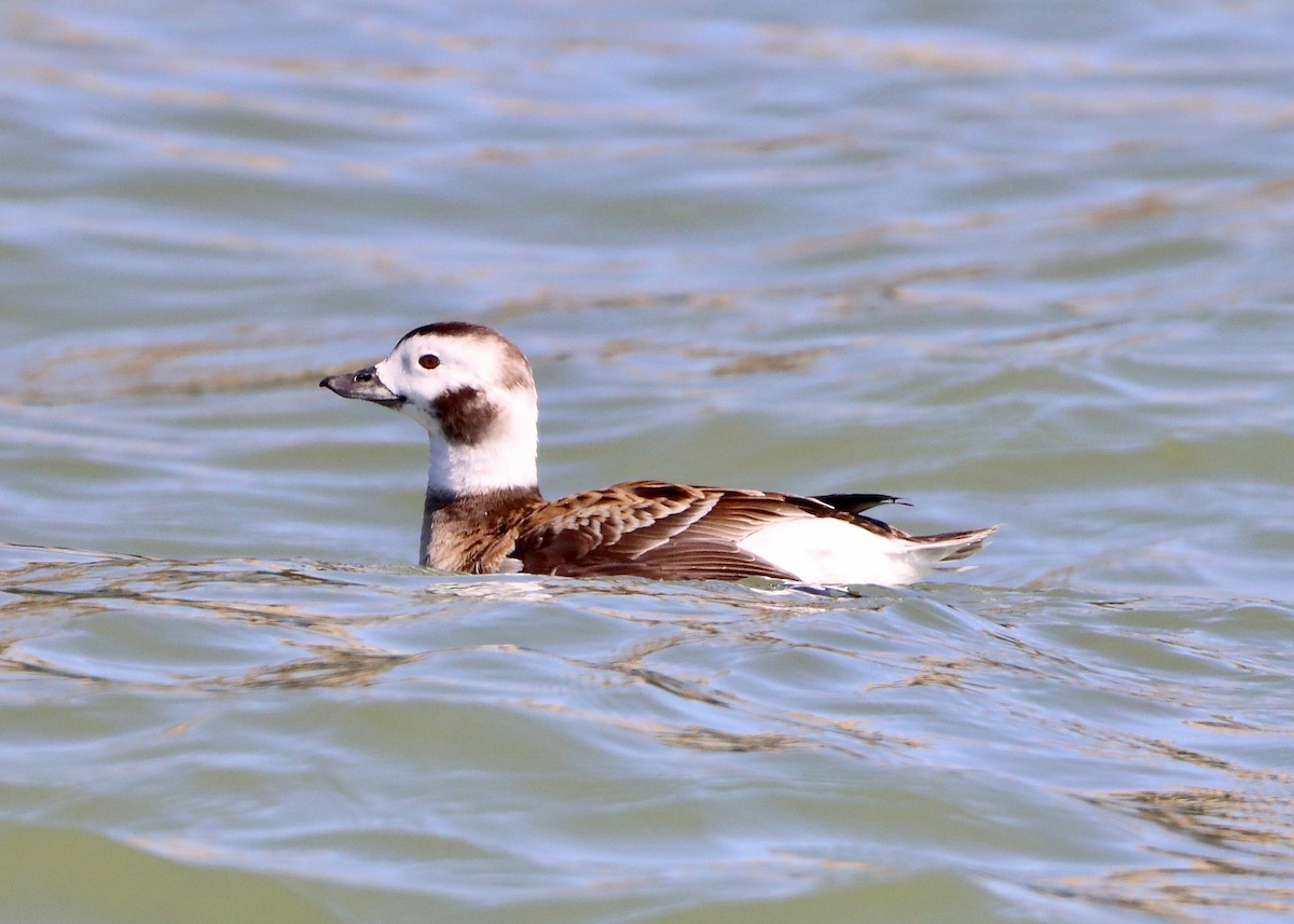 Long-tailed Duck - ML616431653