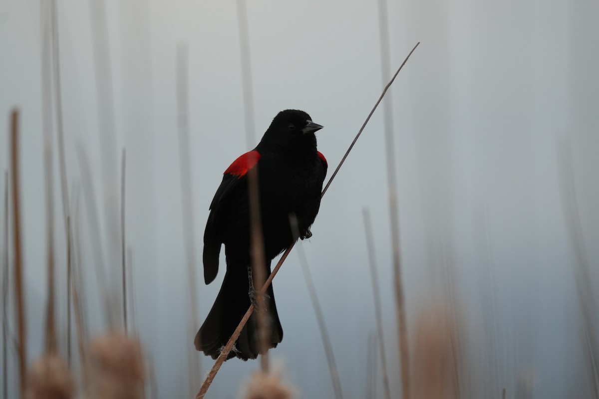 Red-winged Blackbird (California Bicolored) - Romain Demarly