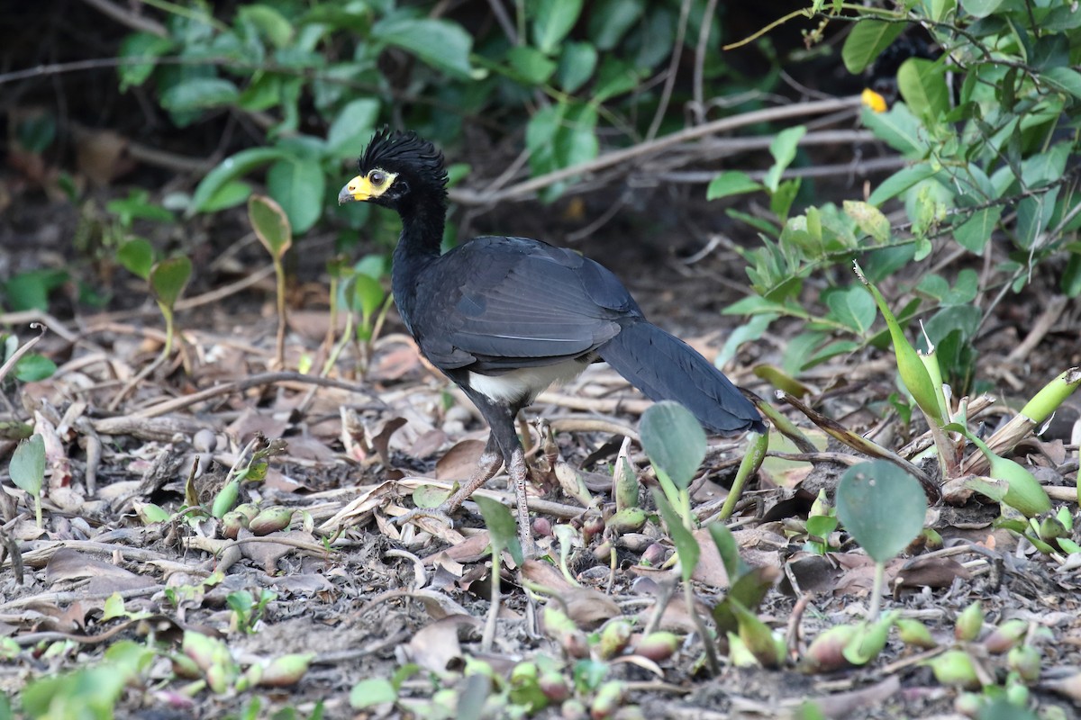 Bare-faced Curassow - ML616431725