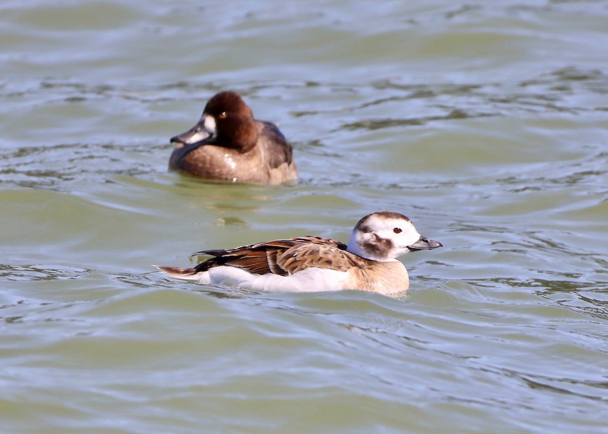Long-tailed Duck - ML616431738