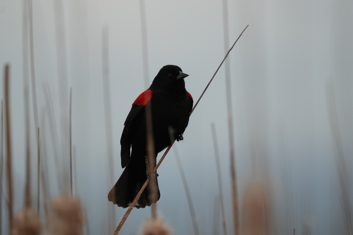 Red-winged Blackbird (California Bicolored) - Romain Demarly
