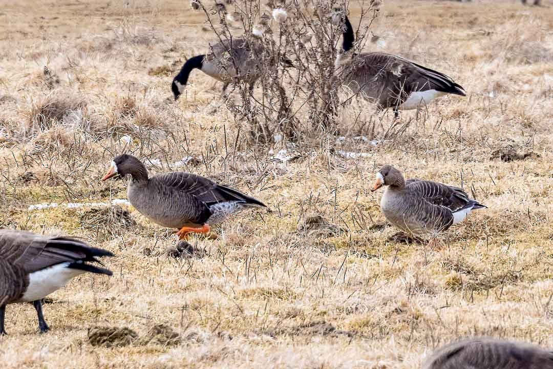 Greater White-fronted Goose - ML616431844