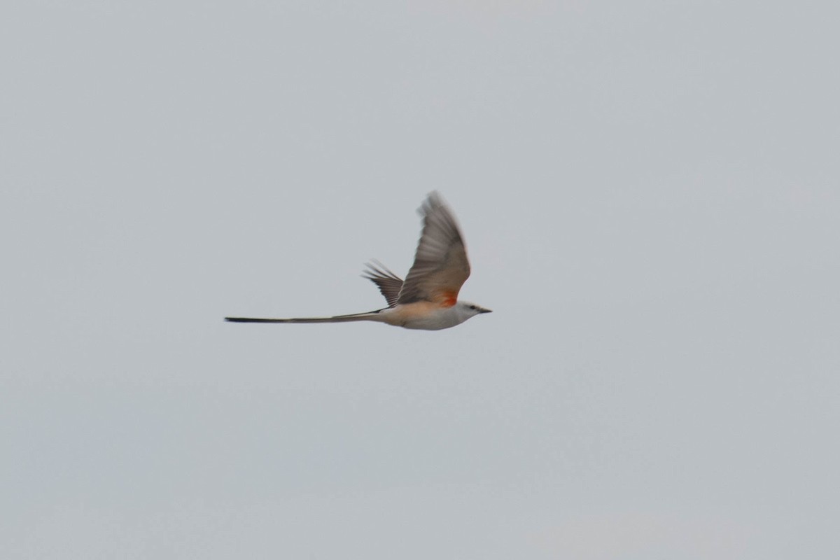 Scissor-tailed Flycatcher - ML616431886