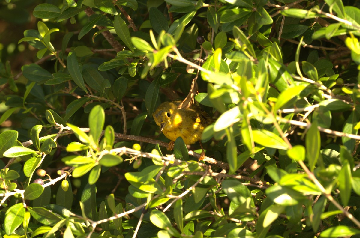 Yellow Warbler - ML616431901