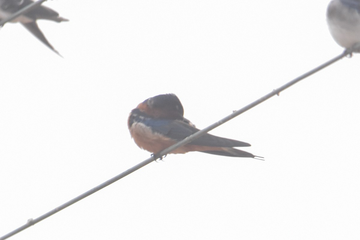Barn Swallow - ML616431902