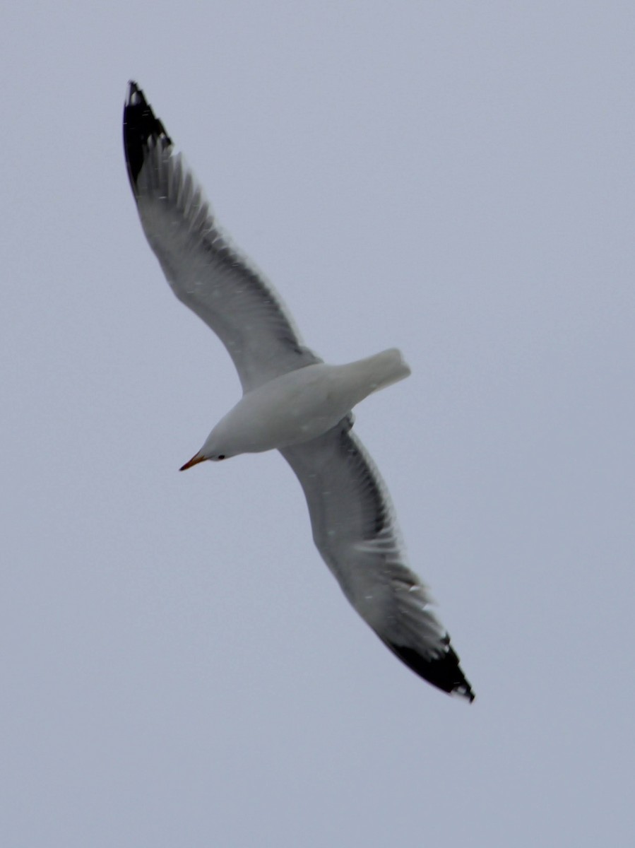 California Gull (albertaensis) - ML616431973