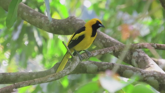 Yellow-tailed Oriole - ML616432023