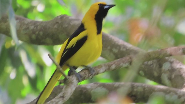 Yellow-tailed Oriole - ML616432025