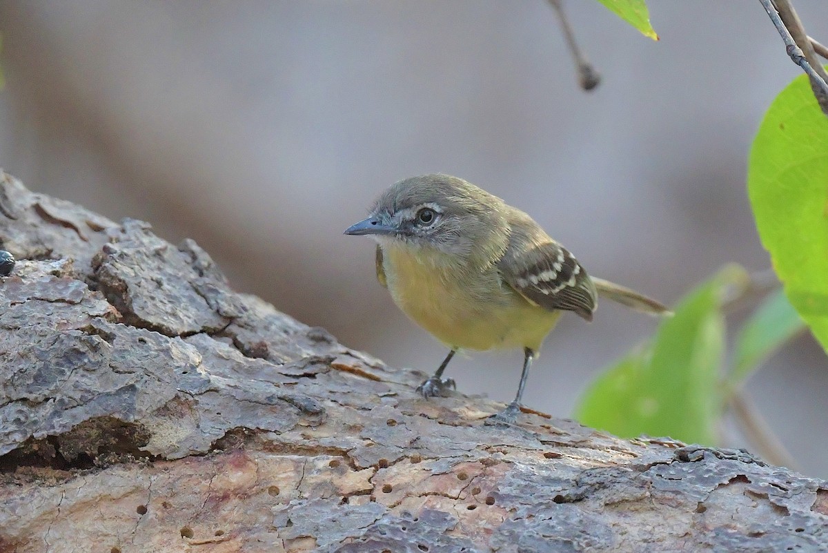 Pale-tipped Tyrannulet - ML616432110