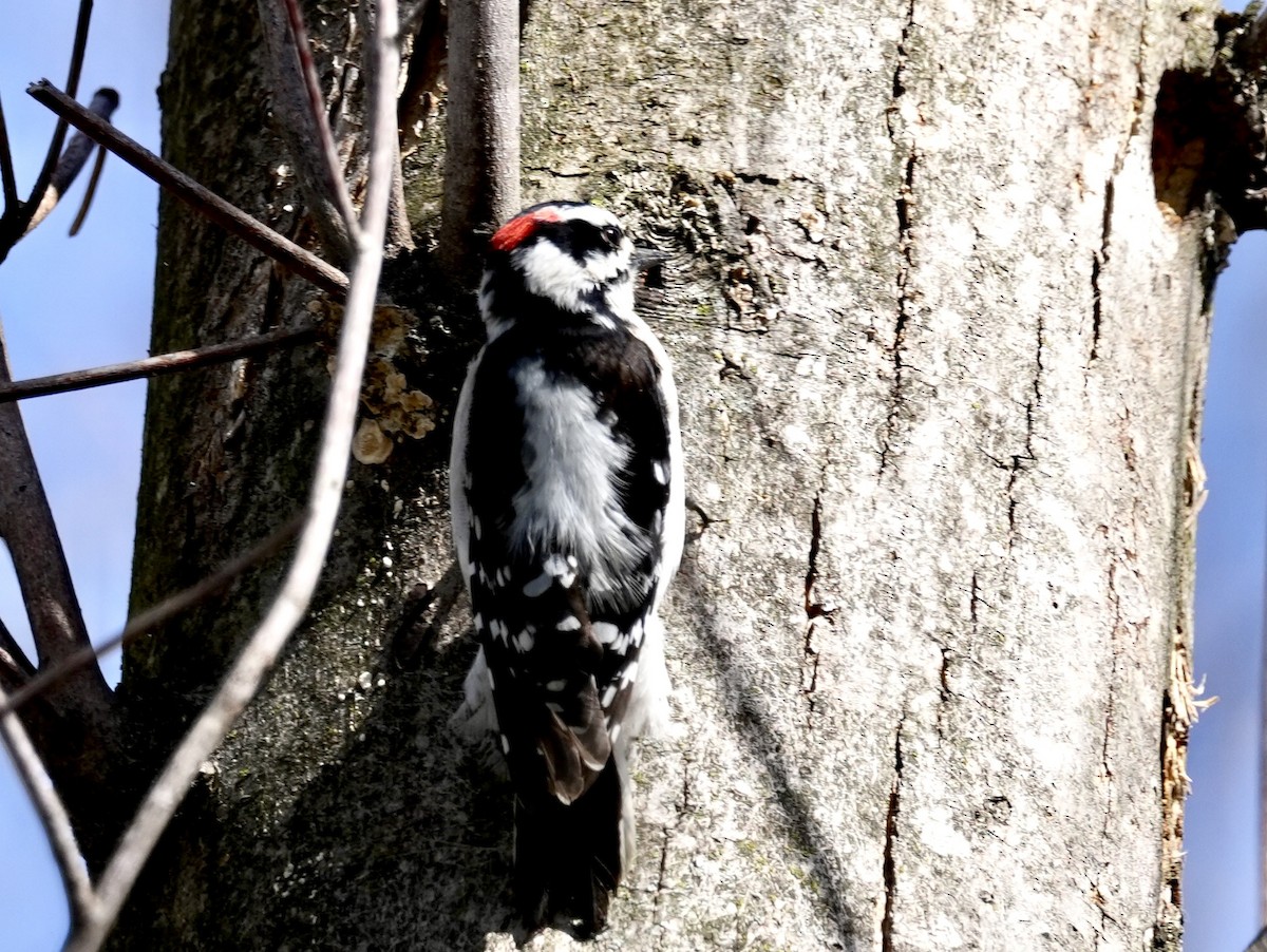 Downy Woodpecker - ML616432220