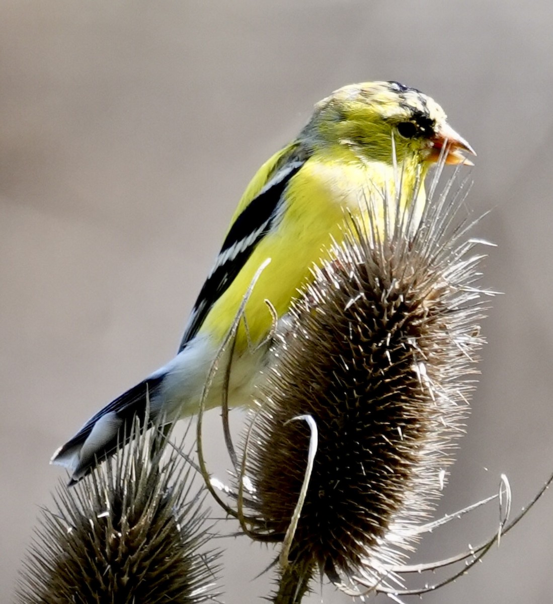 American Goldfinch - Chris Curl