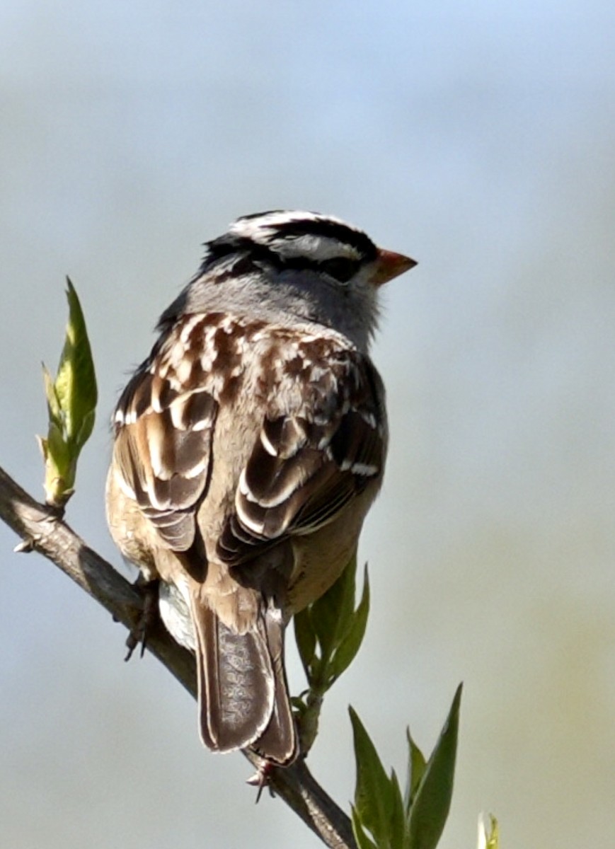 White-crowned Sparrow - ML616432287