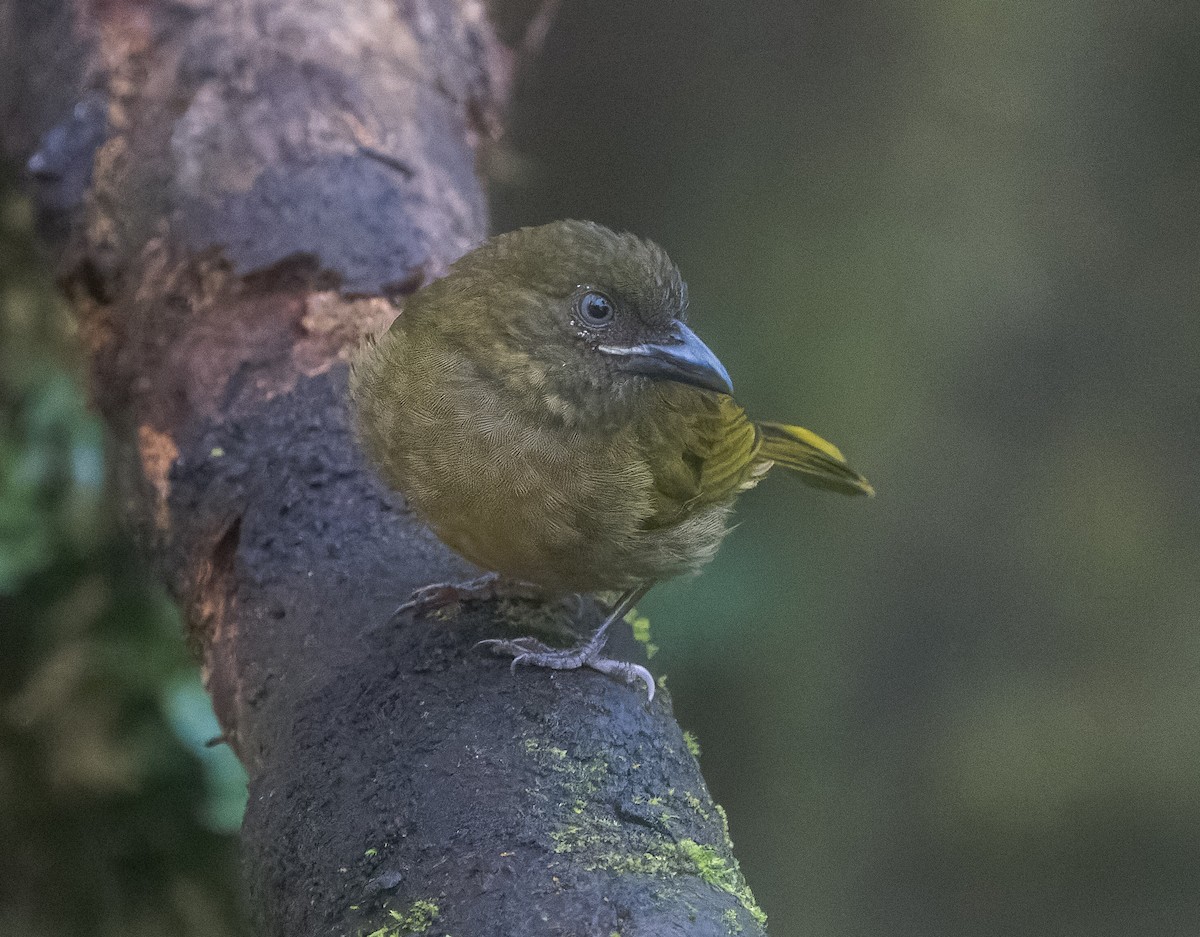 Ochre-breasted Tanager - ML616432823