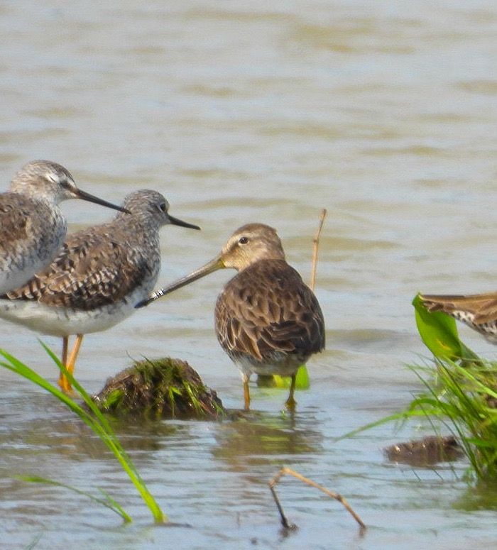 Long-billed Dowitcher - ML616432917
