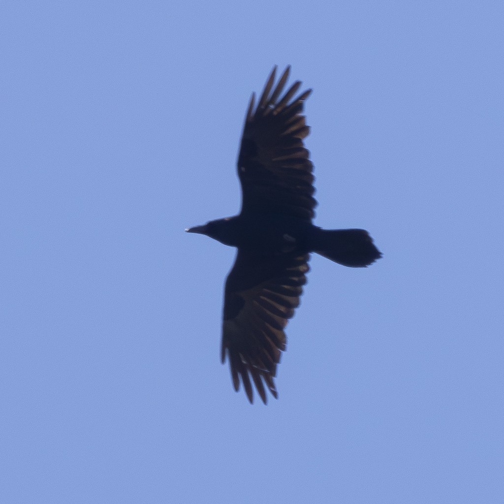 Common Raven - ML616433234