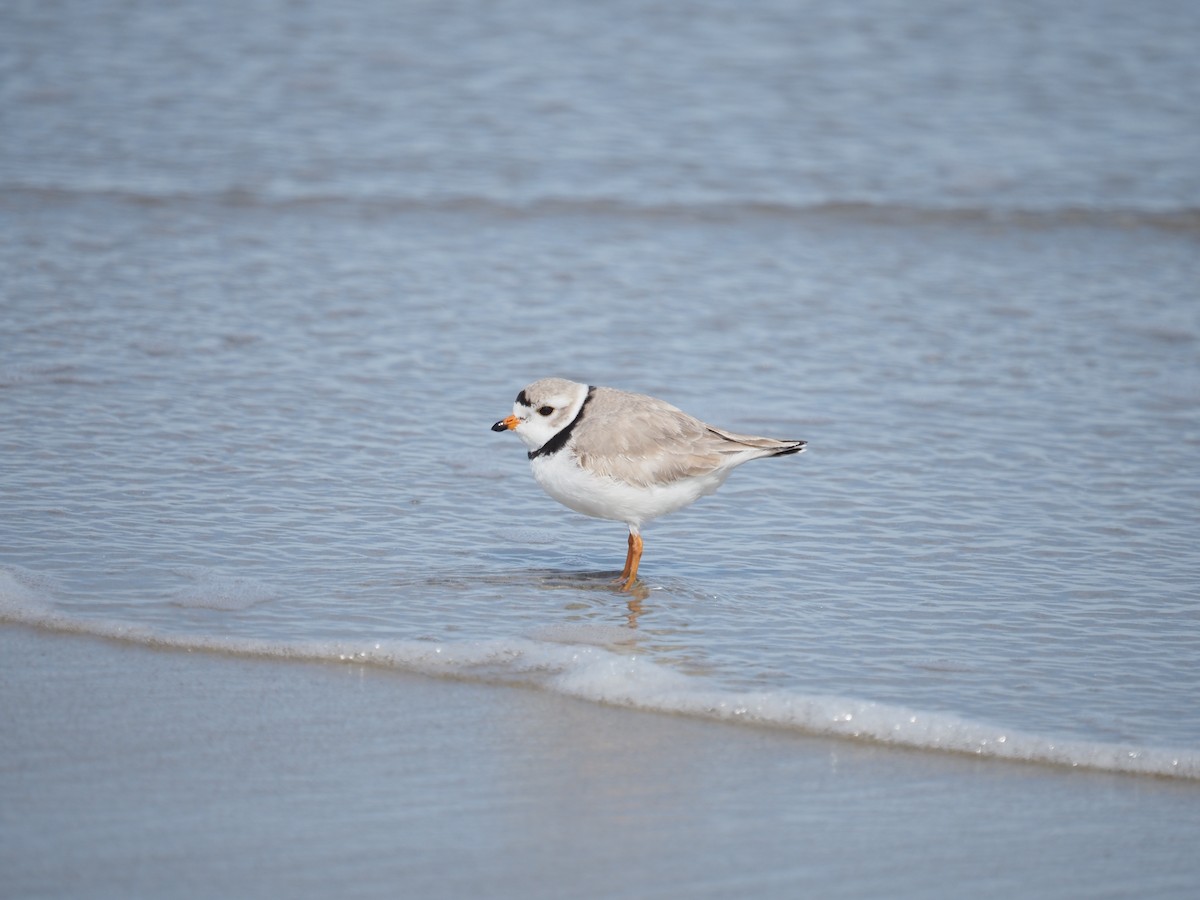 Piping Plover - ML616433309