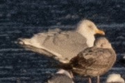 Iceland Gull (kumlieni) - ML616433359