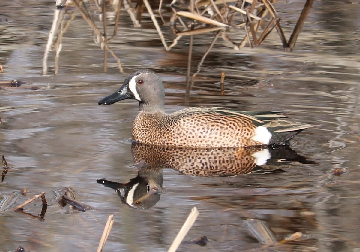 Blue-winged Teal - ML616433542