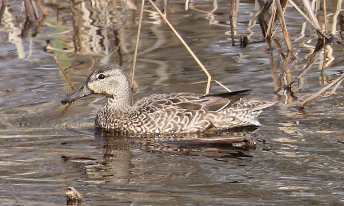 Blue-winged Teal - ML616433559