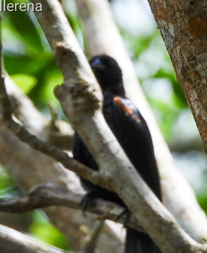 Tawny-shouldered Blackbird - ML616433630