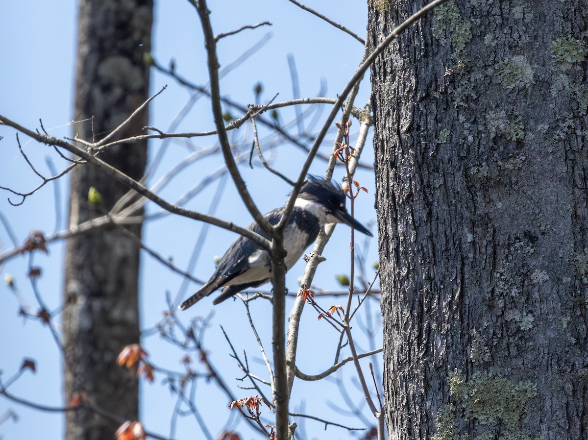 Belted Kingfisher - ML616433665