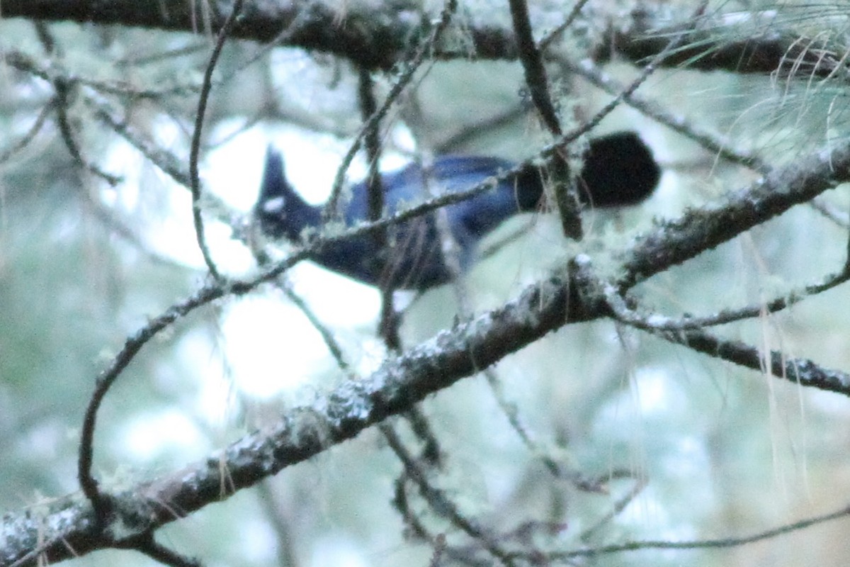 Steller's Jay (Middle American) - Andrew Theus