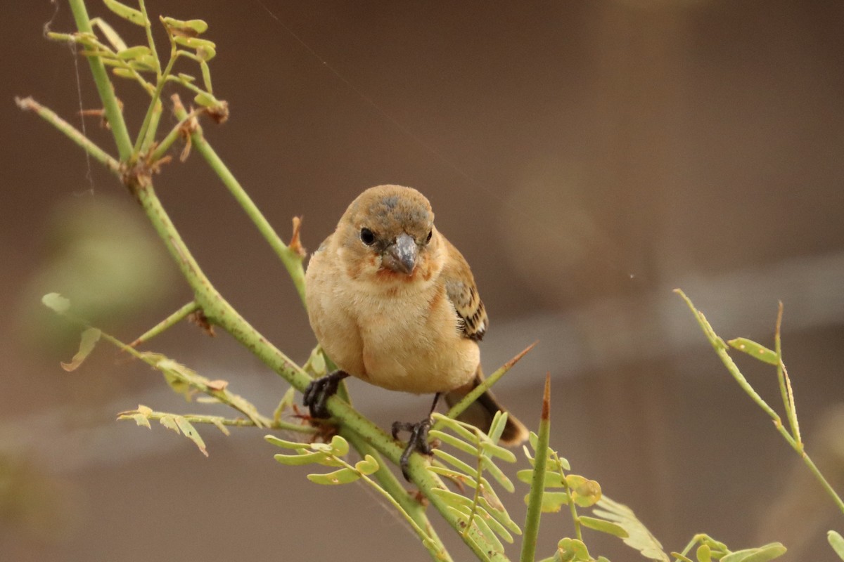 Ruddy-breasted Seedeater - ML616433757