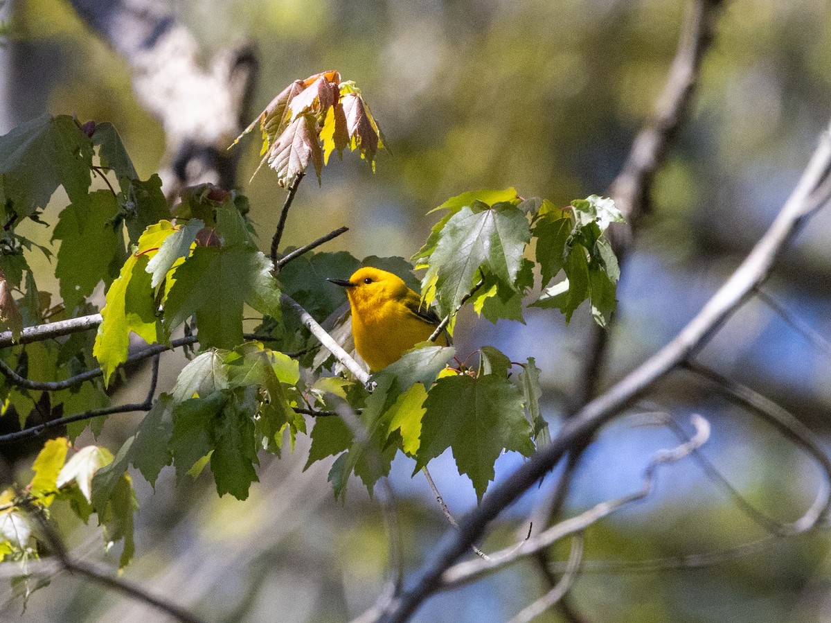 Prothonotary Warbler - ML616433758