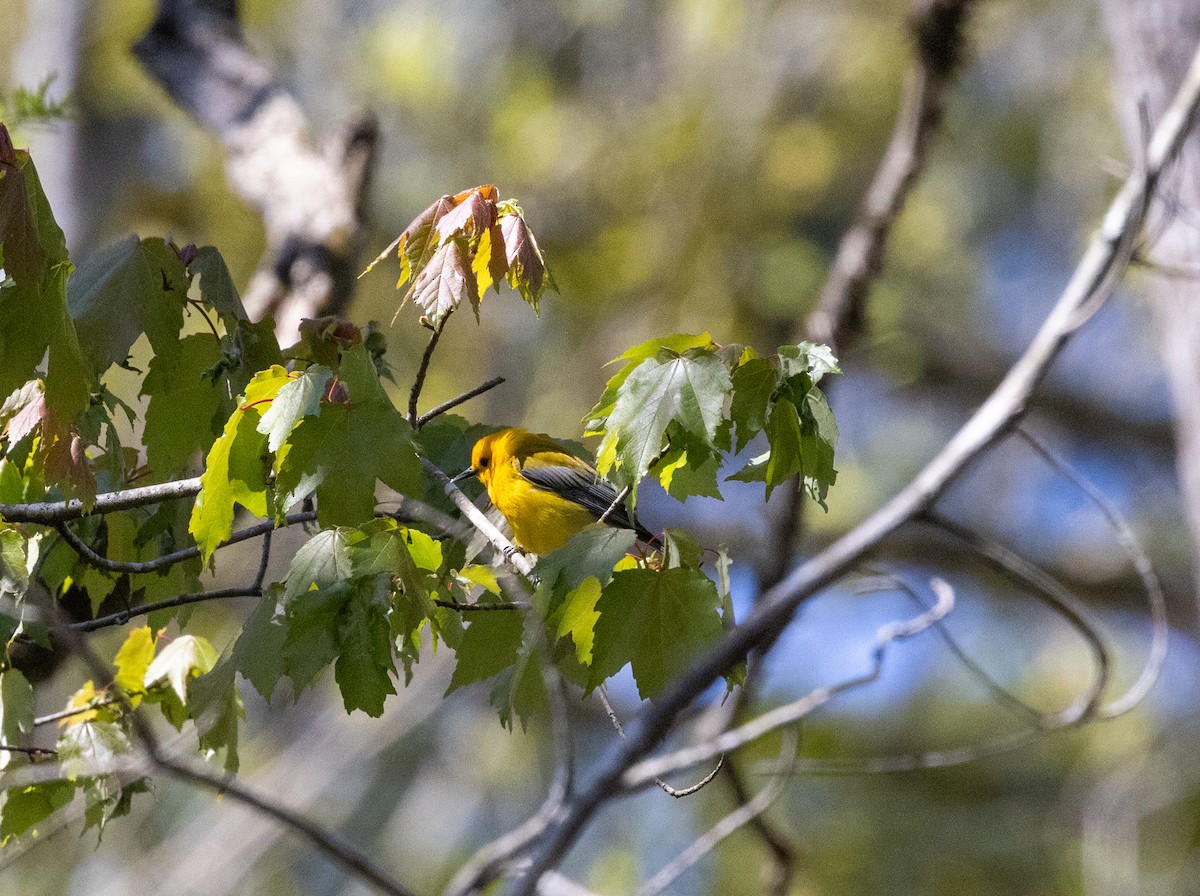 Prothonotary Warbler - ML616433764