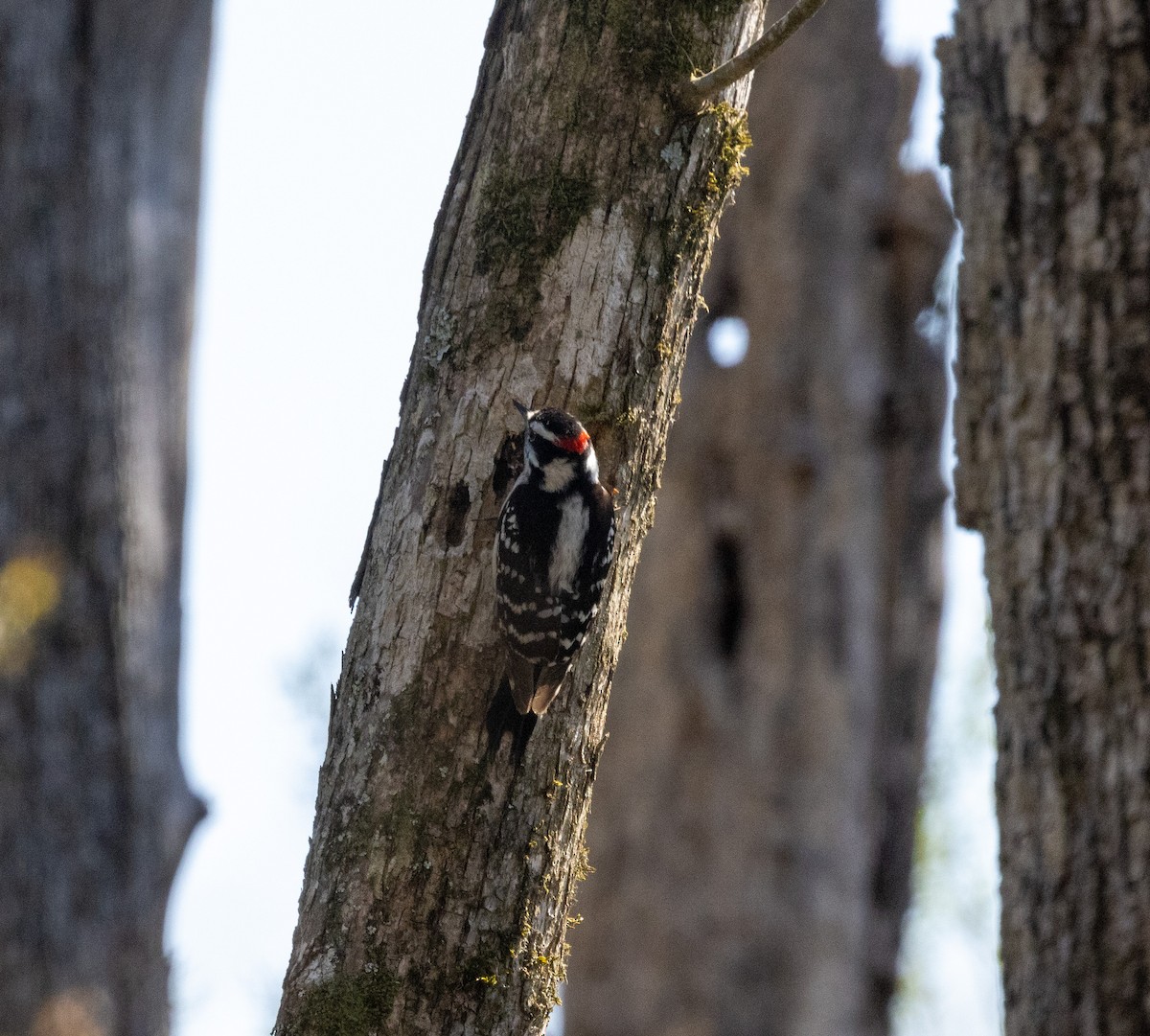 Downy Woodpecker - ML616433831