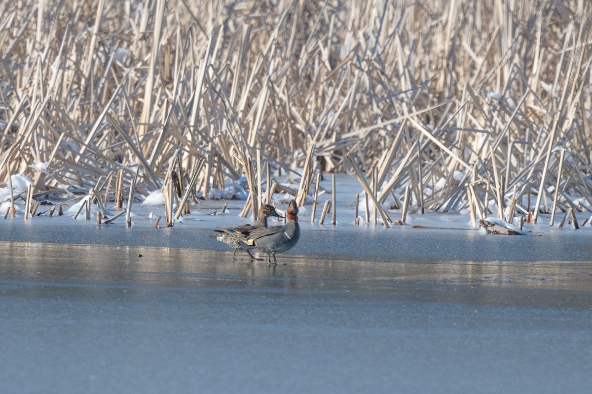 Green-winged Teal - ML616433833