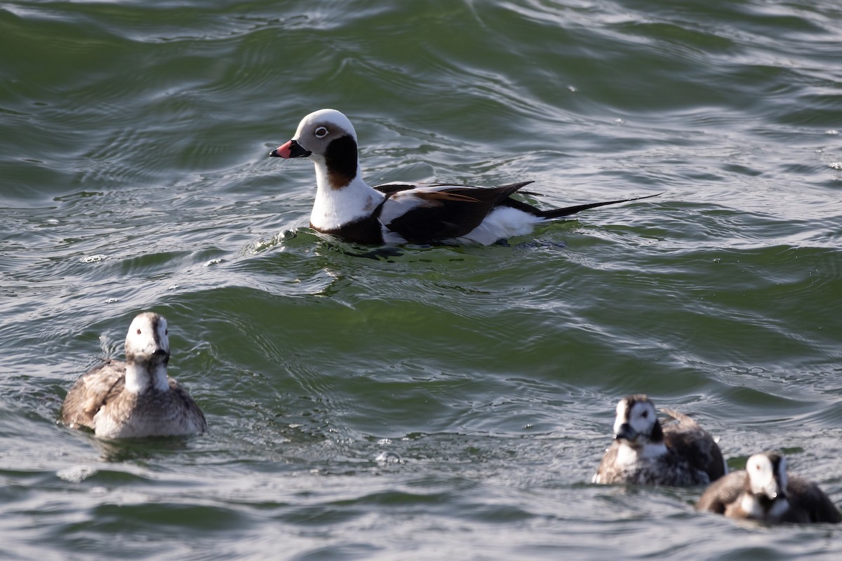 Long-tailed Duck - ML616433847