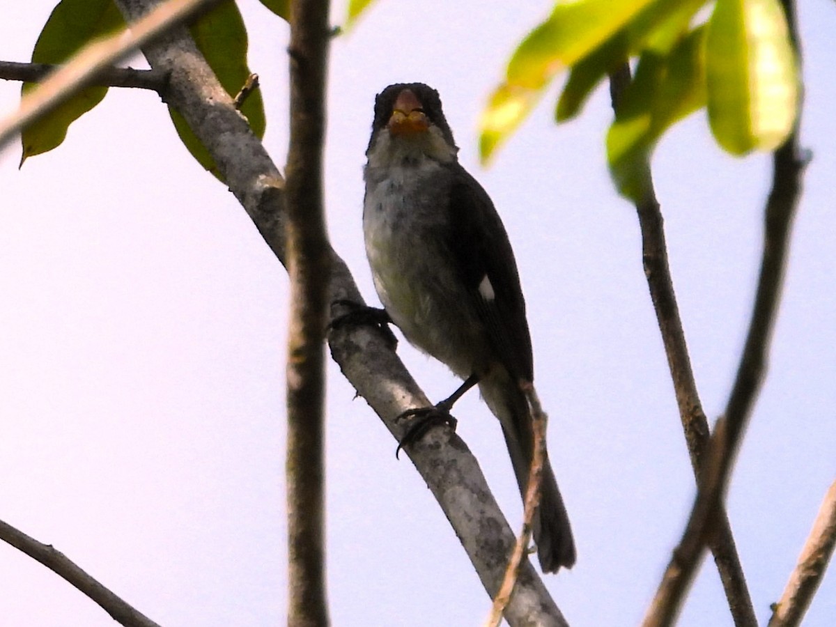 White-bellied Seedeater - ML616433852