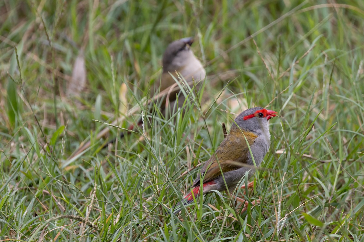 Red-browed Firetail - ML616433880