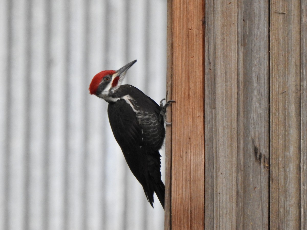 Pileated Woodpecker - ML616433908