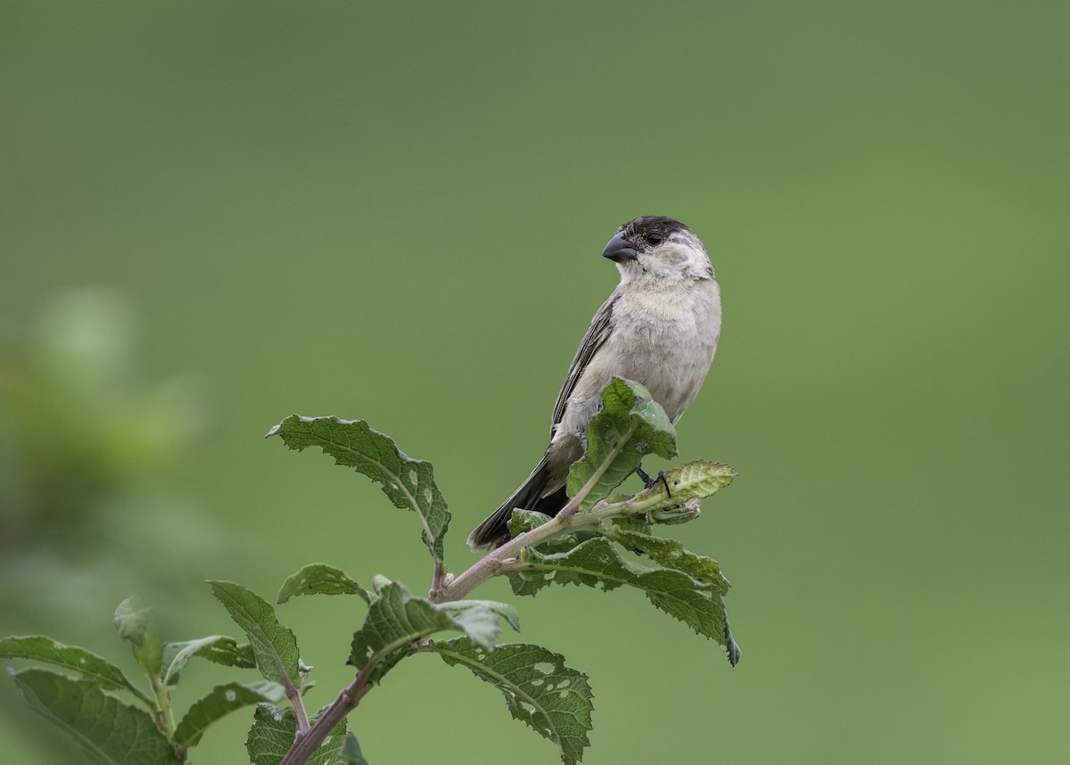 Pearly-bellied Seedeater - ML616434107