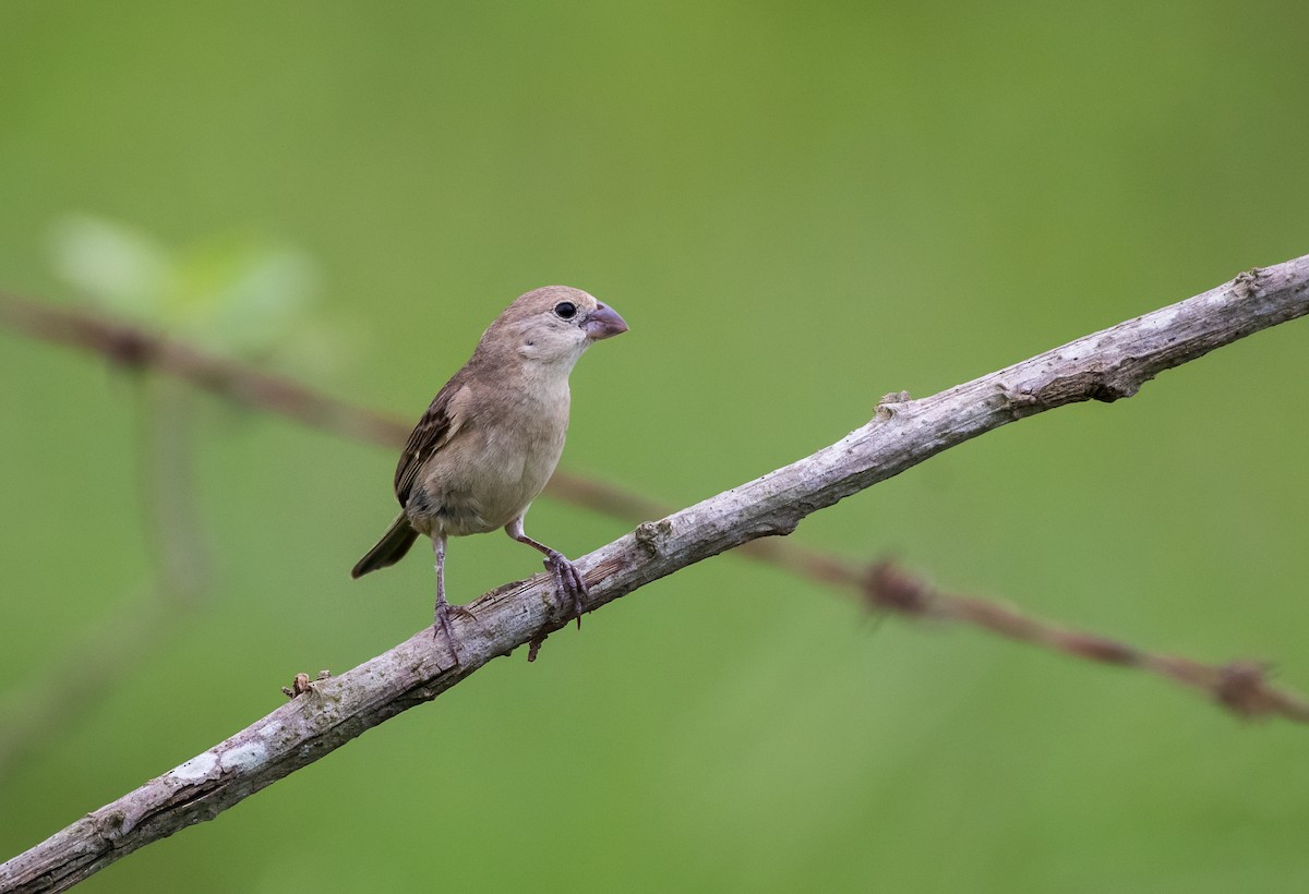Pearly-bellied Seedeater - ML616434108