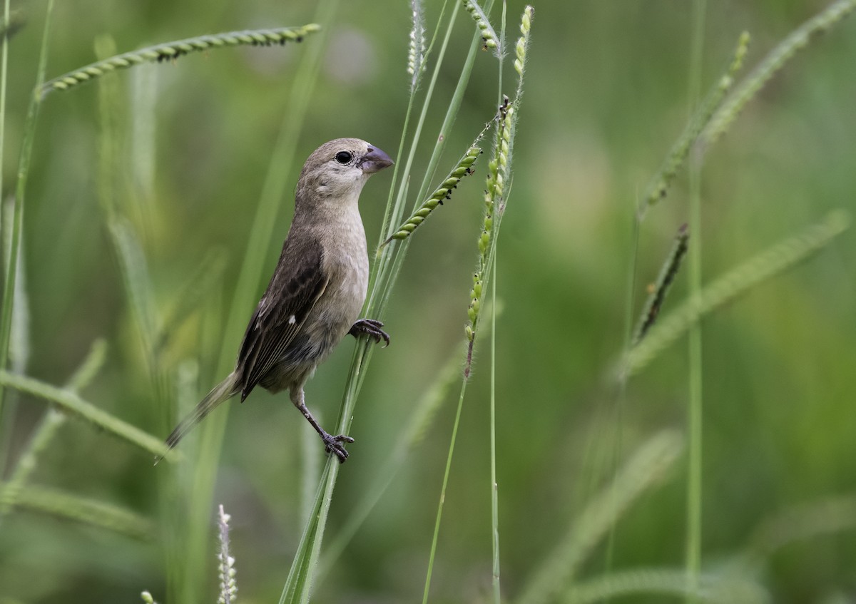 Pearly-bellied Seedeater - ML616434109