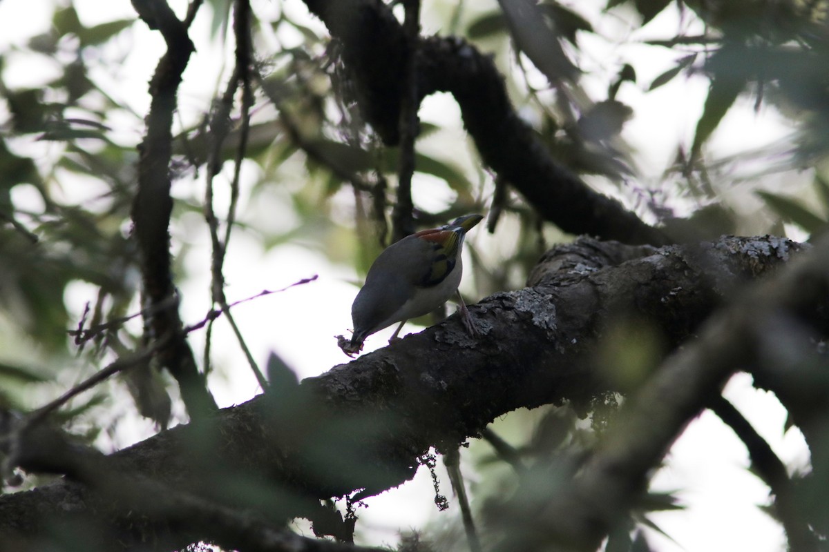 White-browed Shrike-Babbler (Himalayan) - ML616434135
