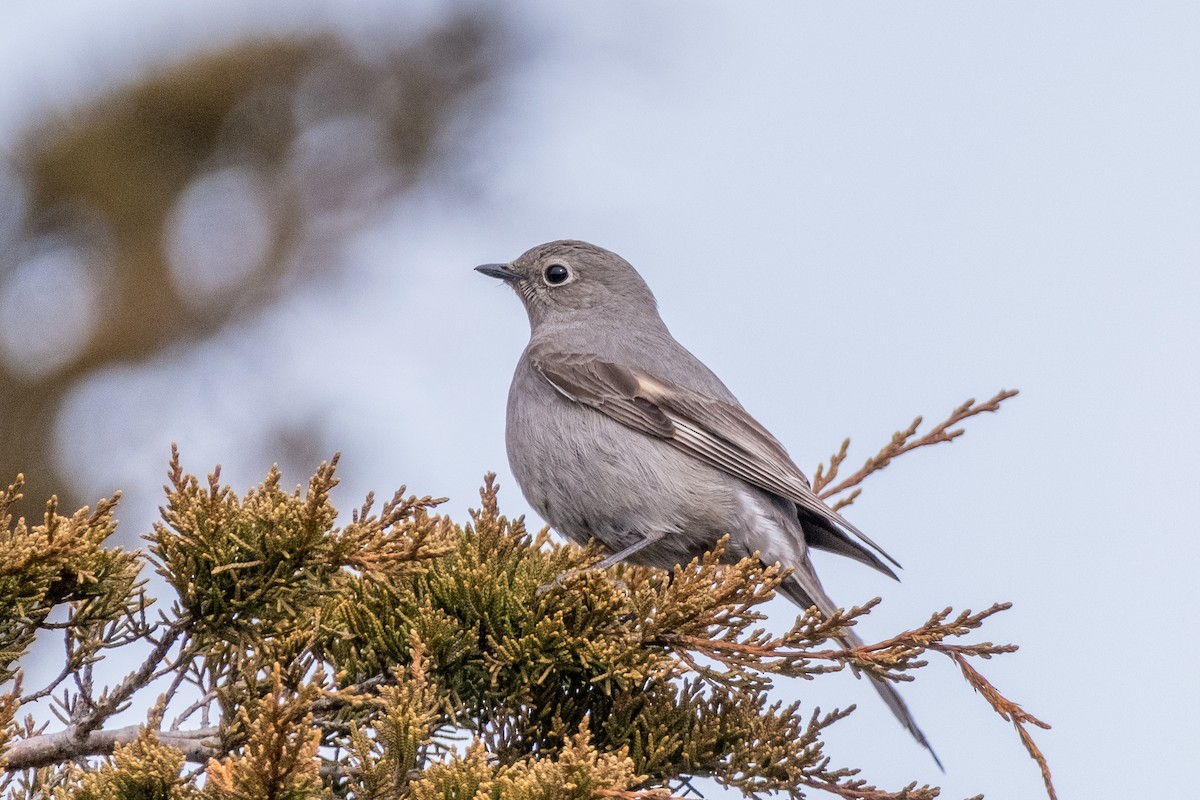 Townsend's Solitaire - ML616434297
