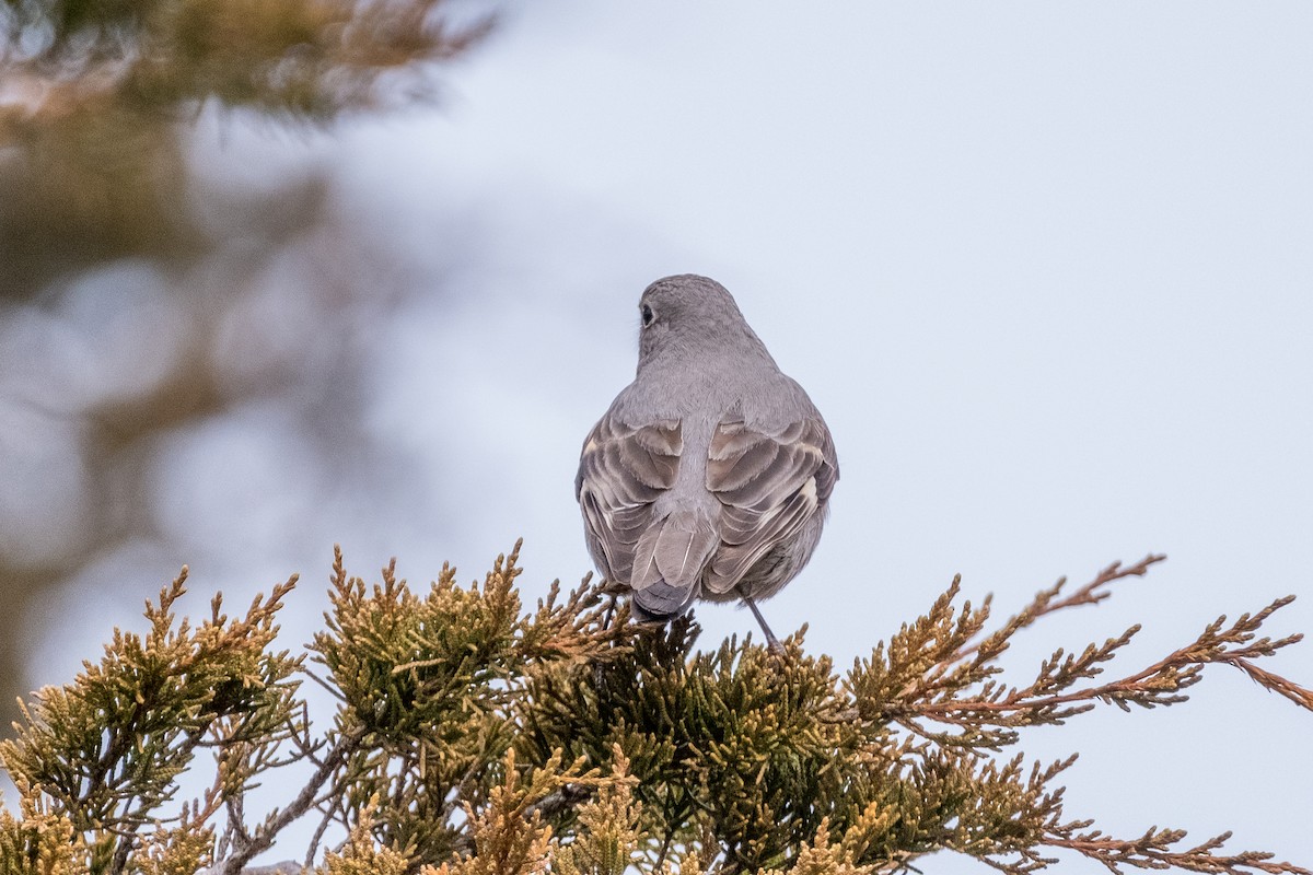 Townsend's Solitaire - ML616434316