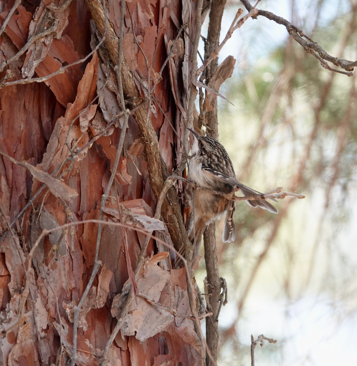 Brown Creeper - Andrew Bailey