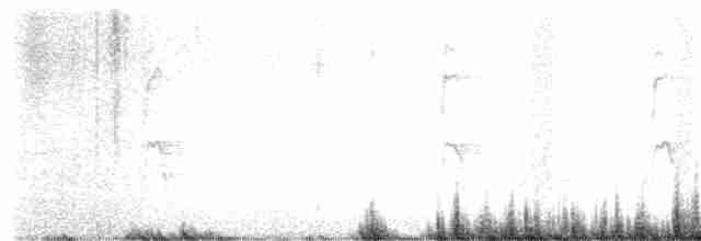 キヅタアメリカムシクイ（coronata） - ML616434513