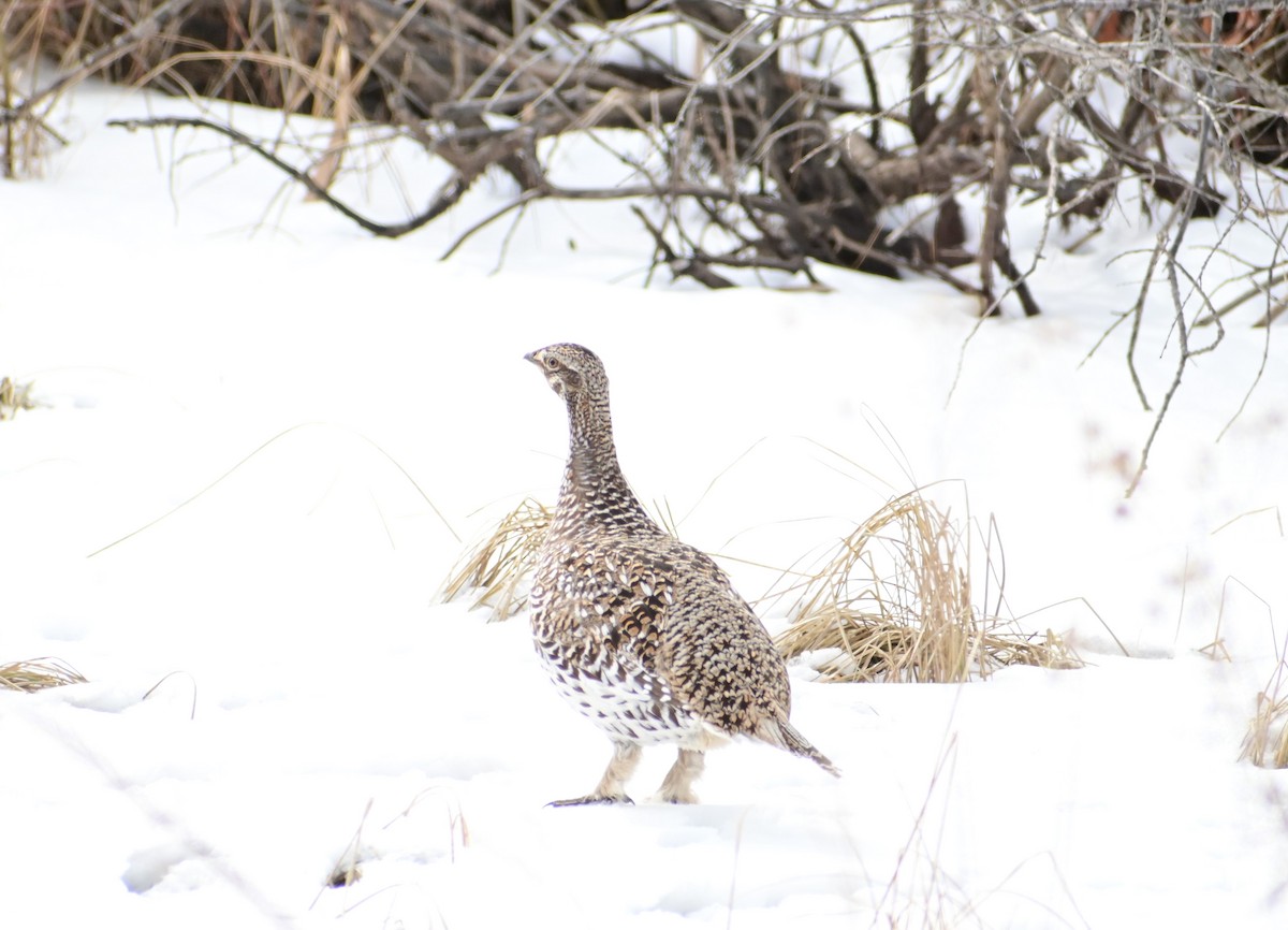 Sharp-tailed Grouse - James Barber